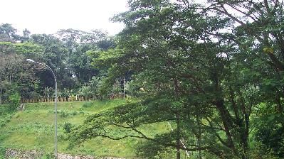 Balcony view over greenery
